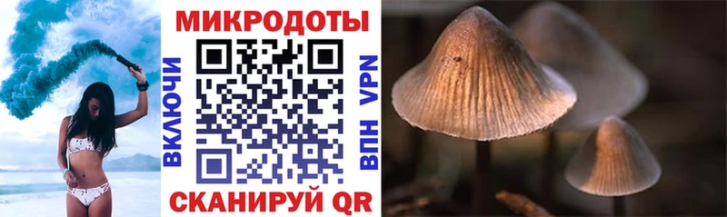 Псилоцибиновые грибы Psilocybe  darknet Telegram  Волжск  хочу наркоту 